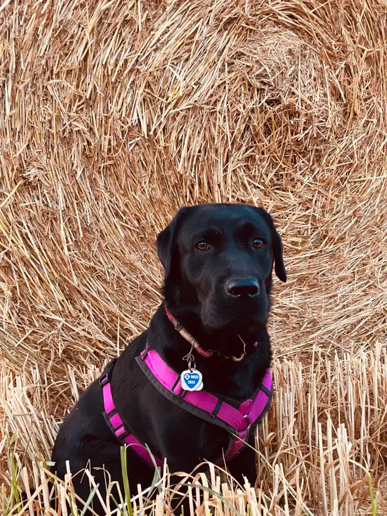schwarze Labradorhündin Paula vor einen Strohballen sitzend